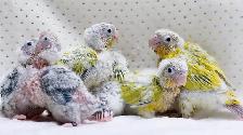 ⭐❤️ Cute Baby Conures ❤️ with cage & food ⭐❤️ - Photo 3