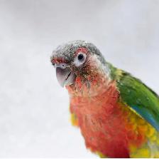 ⭐❤️ Cute Baby Conures ❤️ with cage & food ⭐❤️ - Photo 4