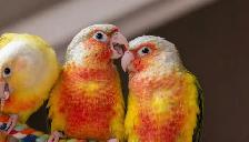 ⭐❤️ Cute Baby Conures ❤️ with cage & food ⭐❤️ - Photo 5