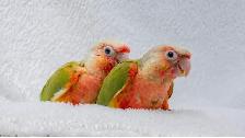 ⭐❤️ Cute Baby Conures ❤️ with cage & food ⭐❤️ - Photo 6