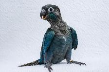 ⭐❤️ Cute Baby Conures ❤️ with cage & food ⭐❤️ - Photo 7