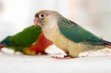 ⭐❤️ Cute Baby Conures ❤️ with cage & food ⭐❤️ - Photo 8