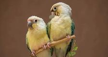 ⭐❤️ Cute Baby Conures ❤️ with cage & food ⭐❤️ - Photo 9