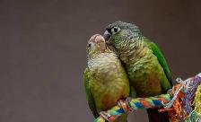 ⭐❤️ Cute Baby Conures ❤️ with cage & food ⭐❤️ - Photo 10