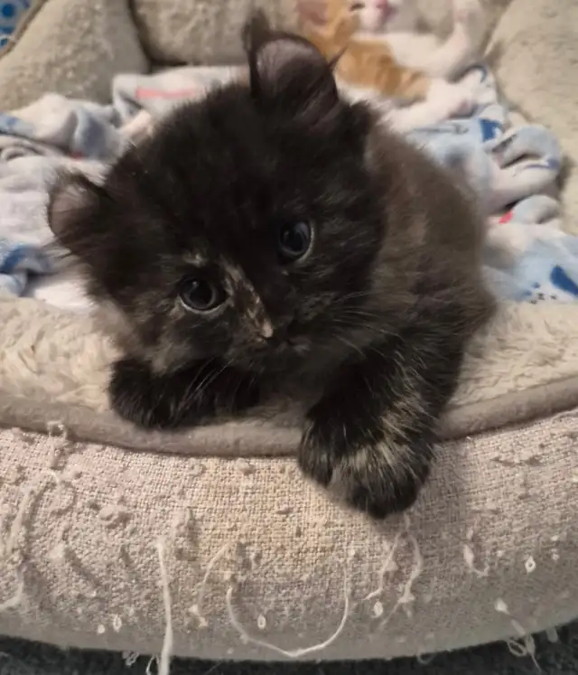 Curled Ear Polydactyl Black Splash