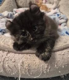 Curled Ear Polydactyl Black Splash