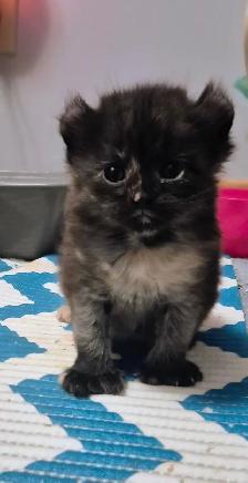 Curled Ear Polydactyl Black Splash - Photo 2