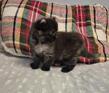 Curled Ear Polydactyl Black Splash - Photo 3