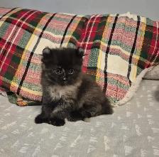 Curled Ear Polydactyl Black Splash - Photo 5
