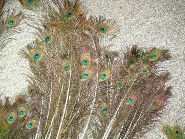 Peacock Feathers