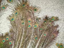 Peacock Feathers