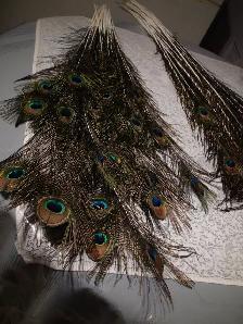 Peacock Feathers - Photo 2