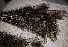 Peacock Feathers - Photo 3