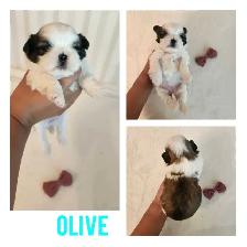 Shih- Tzu Puppies available