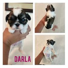 Shih- Tzu Puppies available - Photo 2