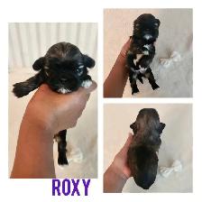 Shih- Tzu Puppies available - Photo 3
