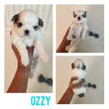 Shih- Tzu Puppies available - Photo 4