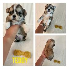 Shih- Tzu Puppies available - Photo 5