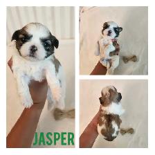 Shih- Tzu Puppies available - Photo 6