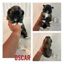 Shih- Tzu Puppies available - Photo 7