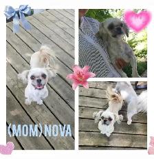 Shih- Tzu Puppies available - Photo 9