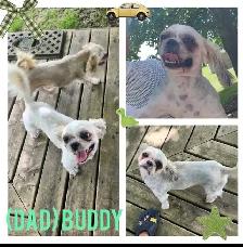 Shih- Tzu Puppies available - Photo 10