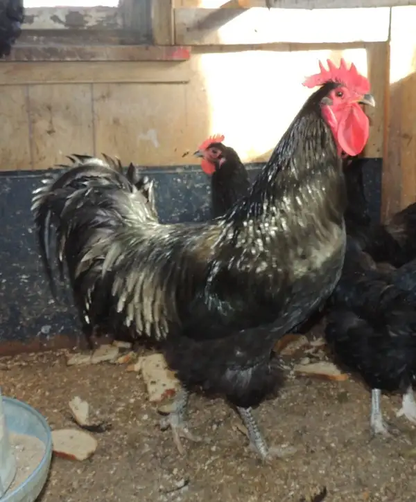 Australorp Rooster