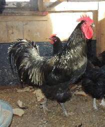 Australorp Rooster