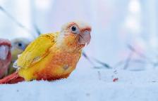 ❤️ Healthy Conures babies ⭐️ ❤️ with cage & food ❤️