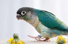 ❤️ Healthy Conures babies ⭐️ ❤️ with cage & food ❤️ - Photo 3