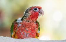 ❤️ Healthy Conures babies ⭐️ ❤️ with cage & food ❤️ - Photo 4
