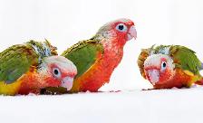 ❤️ Healthy Conures babies ⭐️ ❤️ with cage & food ❤️ - Photo 9