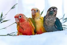 ❤️ Healthy Conures babies ⭐️ ❤️ with cage & food ❤️ - Photo 10