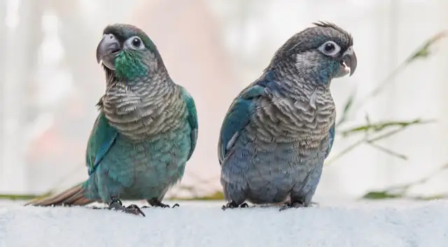 ❤️ Healthy Conures babies ⭐️ ❤️ with cage & food ❤️