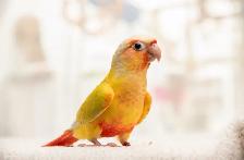 ❤️ Healthy Conures babies ⭐️ ❤️ with cage & food ❤️ - Photo 2