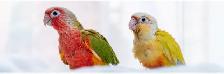 ❤️ Healthy Conures babies ⭐️ ❤️ with cage & food ❤️ - Photo 6