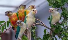 ❤️ Healthy Conures babies ⭐️ ❤️ with cage & food ❤️ - Photo 8
