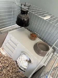 Hedgehog, Cage and Supplies - Photo 2