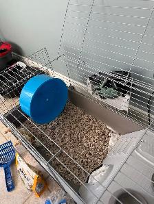 Hedgehog, Cage and Supplies - Photo 3