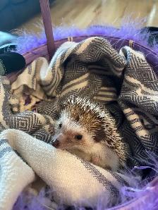 Hedgehog, Cage and Supplies - Photo 4