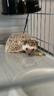 Hedgehog, Cage and Supplies - Photo 5