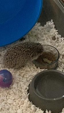 Hedgehog, Cage and Supplies - Photo 6