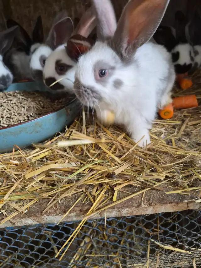 Lapin à donner