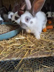 Lapin à donner
