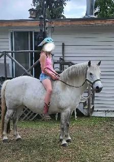 Friendly Welsh Pony Mare