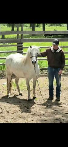 Friendly Welsh Pony Mare - Photo 2