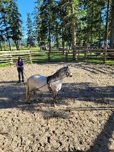 Friendly Welsh Pony Mare - Photo 3