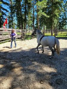 Friendly Welsh Pony Mare - Photo 4