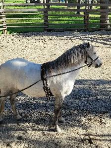 Friendly Welsh Pony Mare - Photo 5