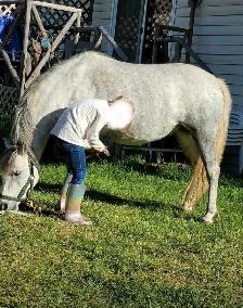 Friendly Welsh Pony Mare - Photo 6